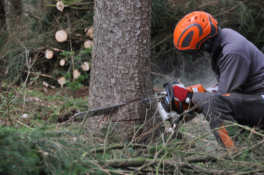 Sécurité avant tout : abattage préventif des arbres morts à Gargenville
